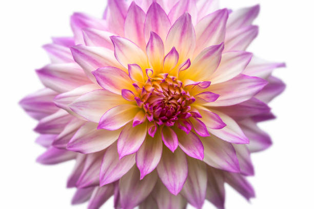 istock Isolated dahlia with intense colors against a white background 1282483337