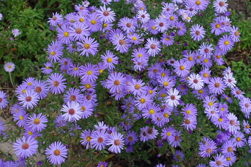 Purple flowers garden background