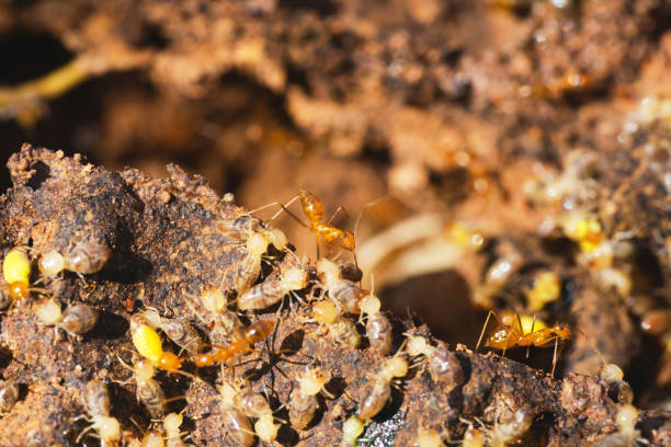 istock Ants fighting termites in termite nests. 1282485735