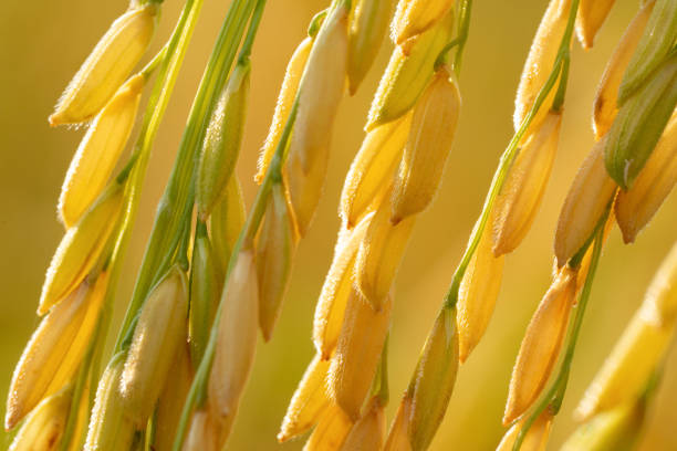 Close Up golden ears of thai jasmine rice in the paddy field stock photo