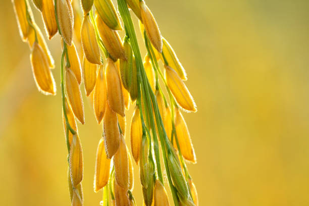 Close Up golden ears of thai jasmine rice in the paddy field, copy space stock photo