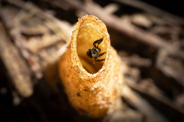крупным планом stingless пчелиное гнездо - stingless стоковые фото и изображения