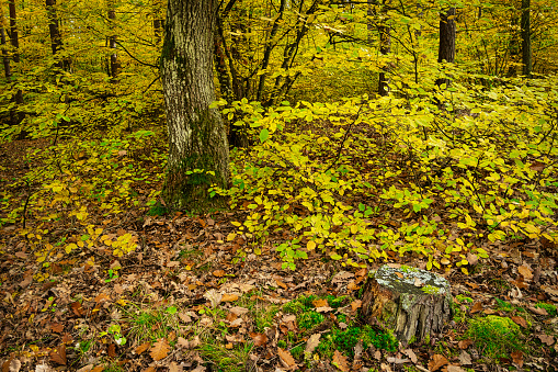 Deciduous Autumn, forest with colorful lush foliage