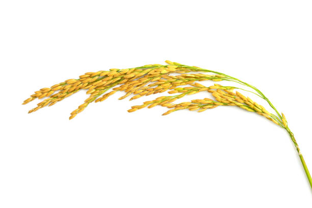 istock Ears of rice, paddy rice isolated on white background 1282486281