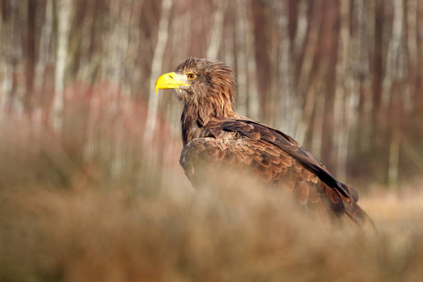 istock White-tailed Eagle, Haliaeetus albicilla, sitting in the water, with brown grass in background. Wildlife scene from nature. Eagle in the water. 1282486925