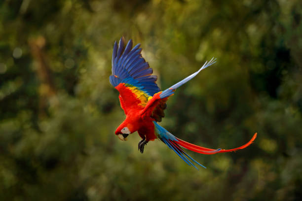 istock Red blue macaw parrot flying in dark green vegetation with beautiful back light and rain. Scarlet Macaw, Ara macao, in tropical forest, Costa Rica. Wildlife scene from tropical nature. Red in forest. 1282486940