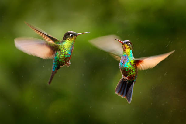 glossy shiny tinny bird. fiery-throated hummingbird, panterpe insignis, colourful bird sitting on branch. mountain bright animal from costa rica. red bright bird in the tropic forest. - throated imagens e fotografias de stock