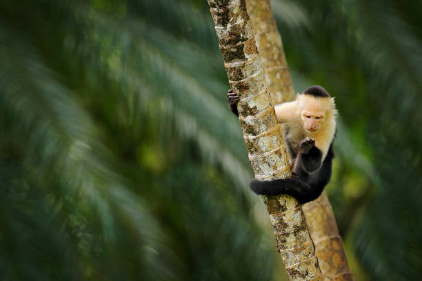 istock White-headed Capuchin, black monkey sitting and shake one's fist on tree branch in the dark tropical forest. Wildlife of Costa Rica. Travel holiday in Central America. Open muzzle with tooth. 1282487011