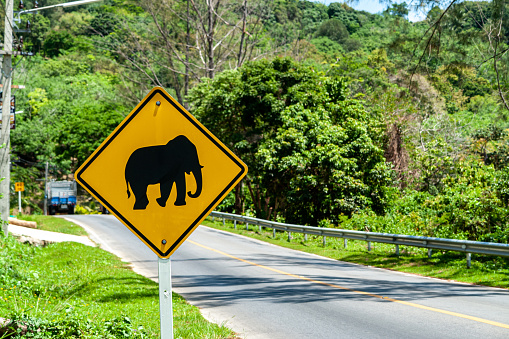 One road signs elephant crossing warning. Orange rhomboid icon road about elephants traffic. Warning that the animal can suddenly appear on the stretch of road in front of you. Beware of cattle.