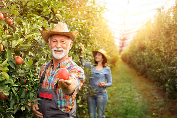 попробуйте этот, органический фрукт - gardening couple senior adult ethnic стоковые фото и изображения