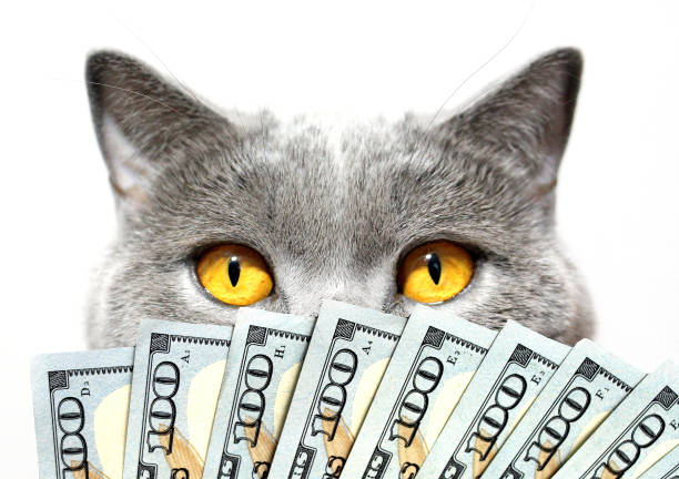 gato gris, ojos amarillos y dólares sobre un fondo claro. súper victoria. - money cat fotografías e imágenes de stock