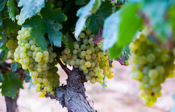 istock White grapes hanging on vine in vineyard 1282487730