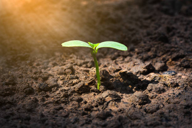 istock Young plant in sunlight, Close up 1282488716