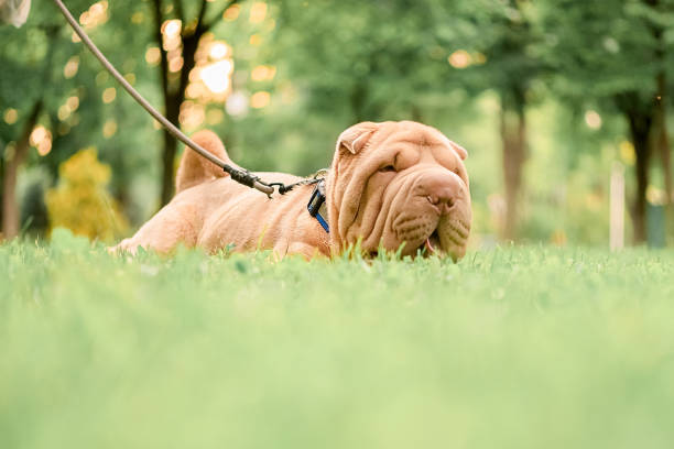 Beautiful sharpei puppy lies on the green grass in the park on a leash Beautiful sharpei puppy lies on the green grass in the park on a leash mini shar pei puppies stock pictures, royalty-free photos & images