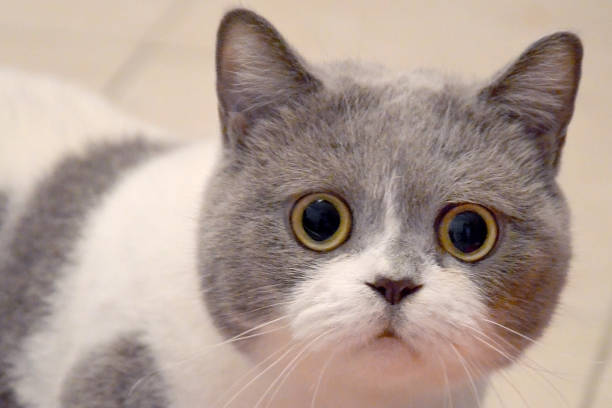 istock Muzzle of a British cat with big eyes. frightened animal 1282490862