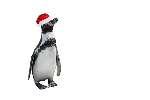 Funny penguin full length in red santa claus hat isolated on white. African penguin close up. Banner with copy space