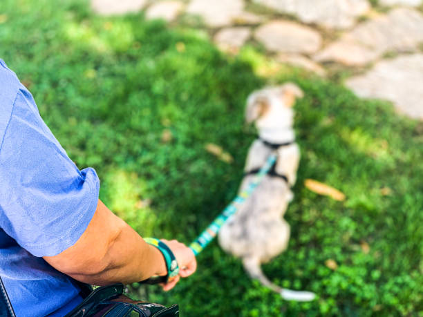 istock Girl holding a dog collar 1282493060