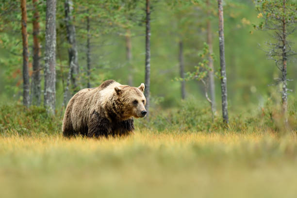 istock Brown bear walking in wild taiga scenery, forest in the background 1282493332