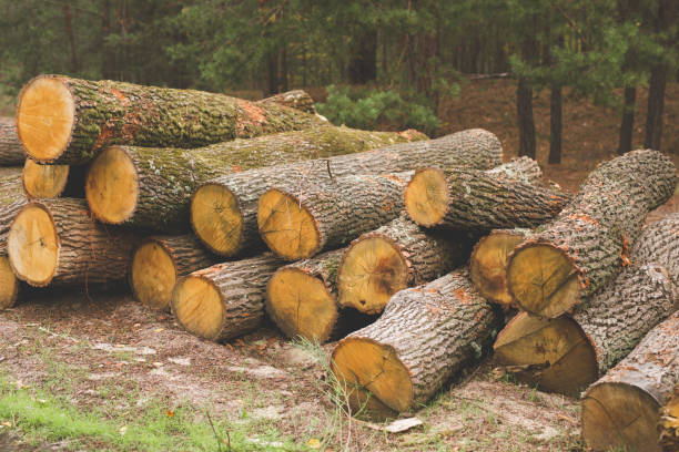istock Commercial timber log in the wood 1282493460