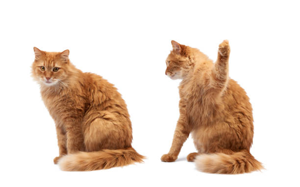 istock adult fluffy red cat sitting and raised its front paws up 1282493902