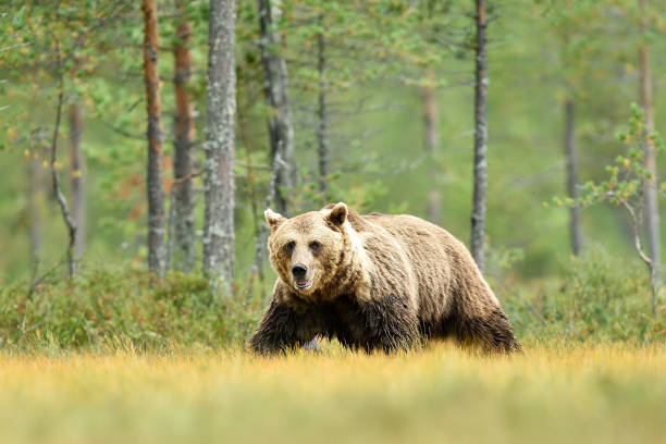 istock Big male brown bear forest in the background 1282493950