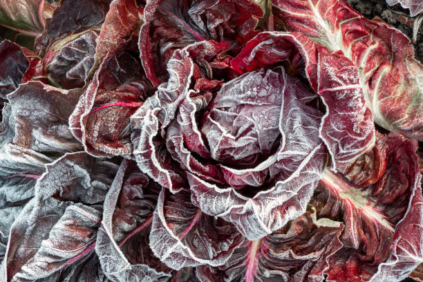 istock Close up of rimed red leaf lettuce (Latuca sativa) 1282494603