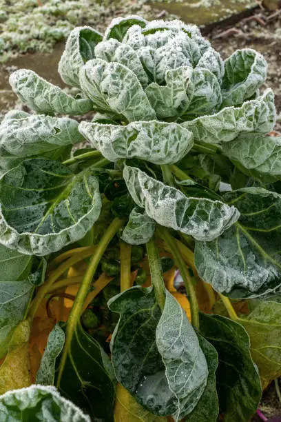vegetable in a winter garden