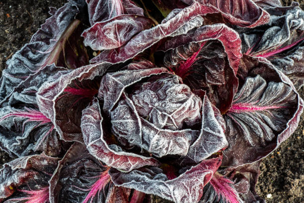 istock Close up of rimed red leaf lettuce (Latuca sativa) 1282494660