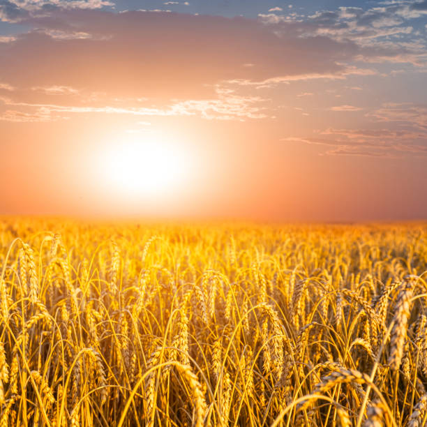 istock wheat field at the sunset scene 1282494661