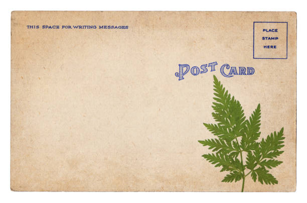 Blank Back of Old Postcard Isolated on White Background
