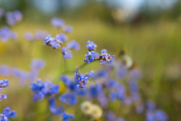 istock closeup autumn blue flowers 1282494724