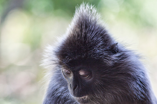 Vervet monkey close up in Kenya, Africa.