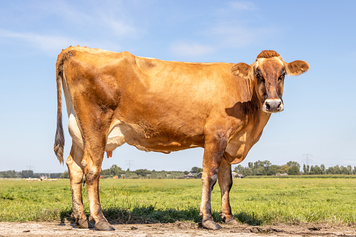 Brown swiss dairy cow stands proudly in a pasture, tall and long legs, fully in focus, blue sky, standing on green grass in a meadow