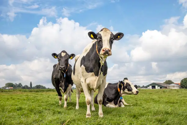 Three black and white cows in a field under a blue sky and a straight horizon. two cows standing upright and one frisian holstein cow is lying down in the green grass