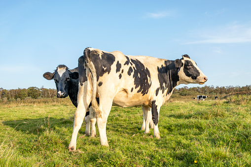 Two dairy cows, one hiding and peeking behind the other cow, nosy looking, black and white cattle, under a blue sky