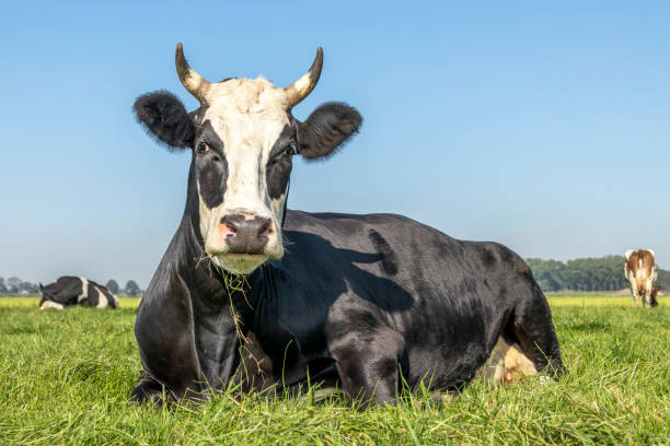istock Cow lying down, horned, black and white, cattle called: blaarkop or fleckvieh and a blue sky background. 1282495401