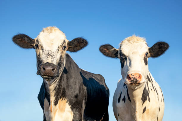 Cow heads, friendly together, medium shot with soft dreamy eyes, black spots mottled with pale blue sky  background Portrait of two cow heads, friendly together, medium shot with soft dreamy eyes, black spots mottled with pale blue sky  background two cows stock pictures, royalty-free photos & images