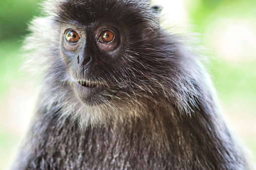 Black and white Surili monkey (Presbytis) - photographed in Borneo near Sandakan