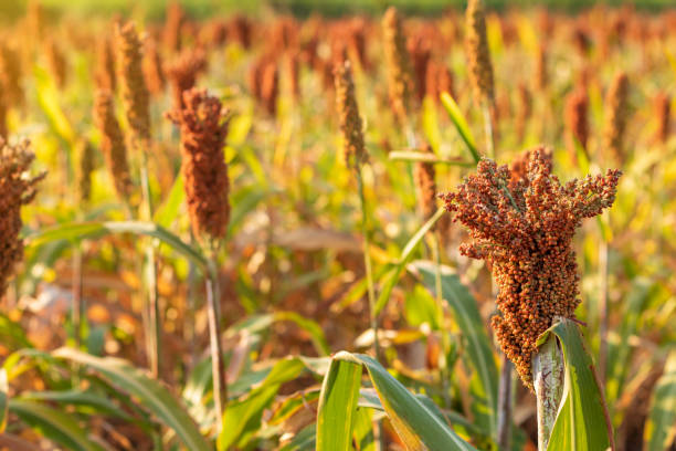 istock Sorghum, which is ripe, is red, waiting for harvest. 1282496404