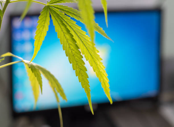 istock Cannabis leaves and the blue screen of the computer. 1282496413