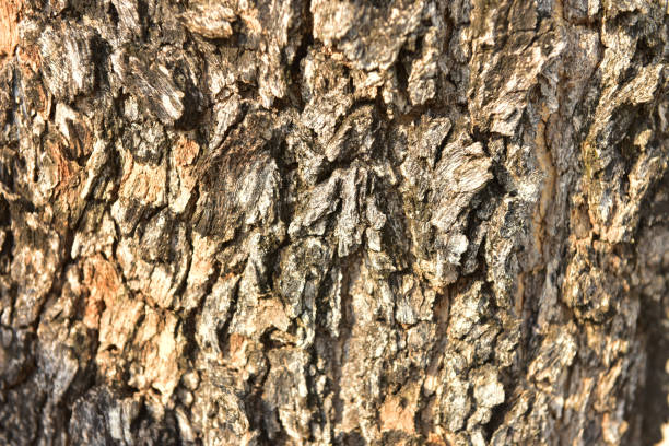 istock The bark texture,pattern of tree. beautiful bark pattern of background. 1282496614