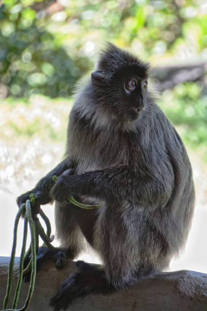 istock Black and white Surili monkey in Borneo 1282496640