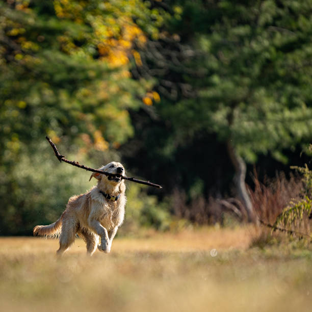 istock Happy Golden Retriever fetching a stick in a meadow. 1282497639