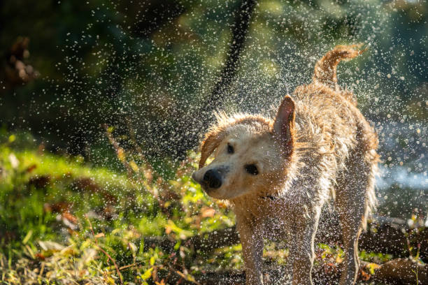 istock Golden Retriever shaking off water near a river on a fall morning 1282497656