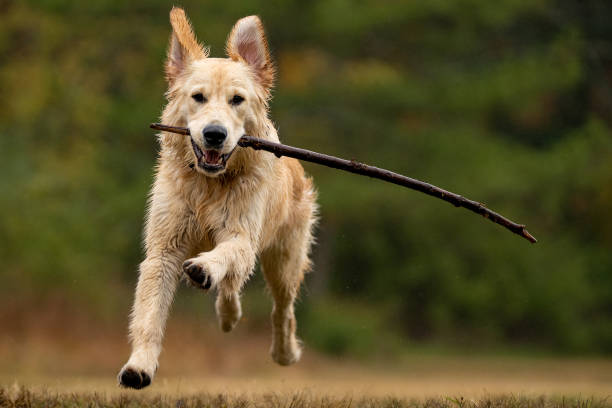istock Golden Retriever galloping toward camera with stick 1282497657