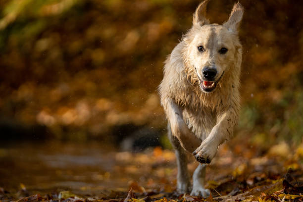 istock Golden Retriever racing toward camera on a fall morning 1282497681