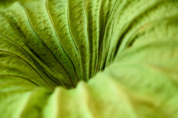 Abstract macro detail of leaf surface veins