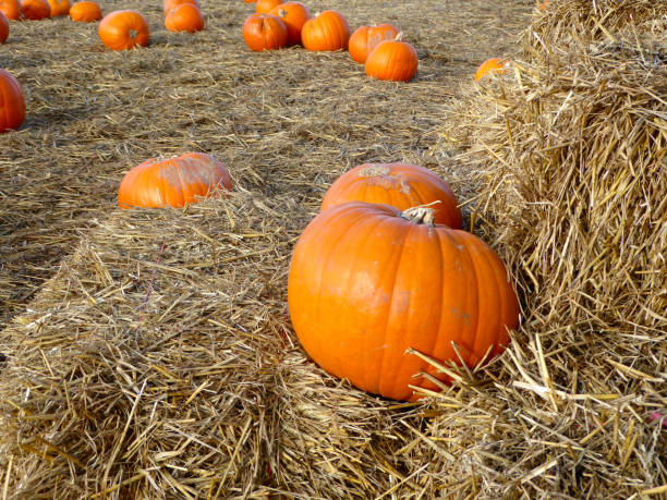 istock close up of bright orange large pumpkins 1282499067