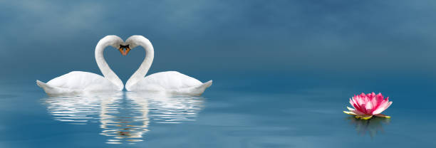 istock Image of two swans on water 1282501384