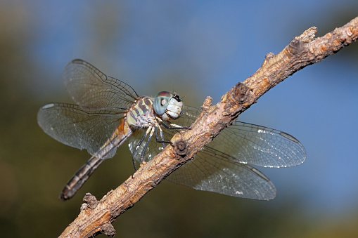 A vibrant blue abdomen, metallic green eyes and brown tinted wings define a  blue dasher dragonfly. It rests on a branch in the open blue sky.